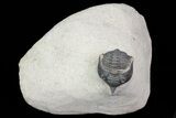 Pseudocryphaeus (Cryphina) Trilobite - Lghaft, morocco #75568-1